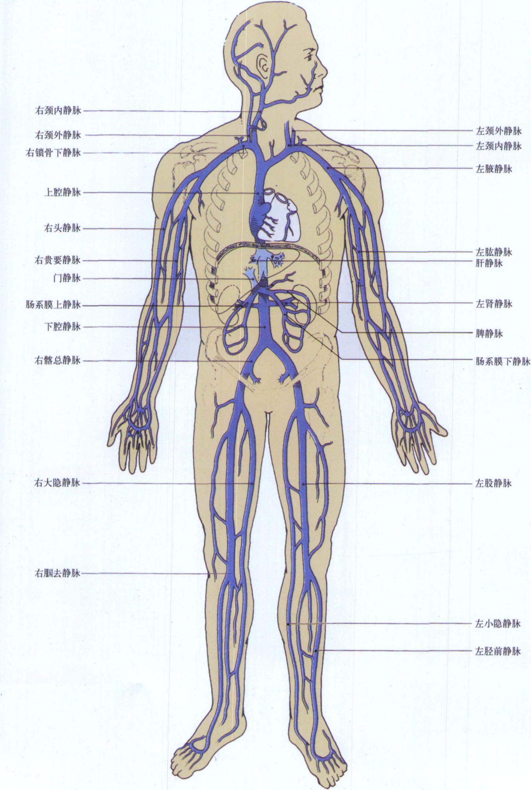 下肢血管解剖及CTA检查_内容